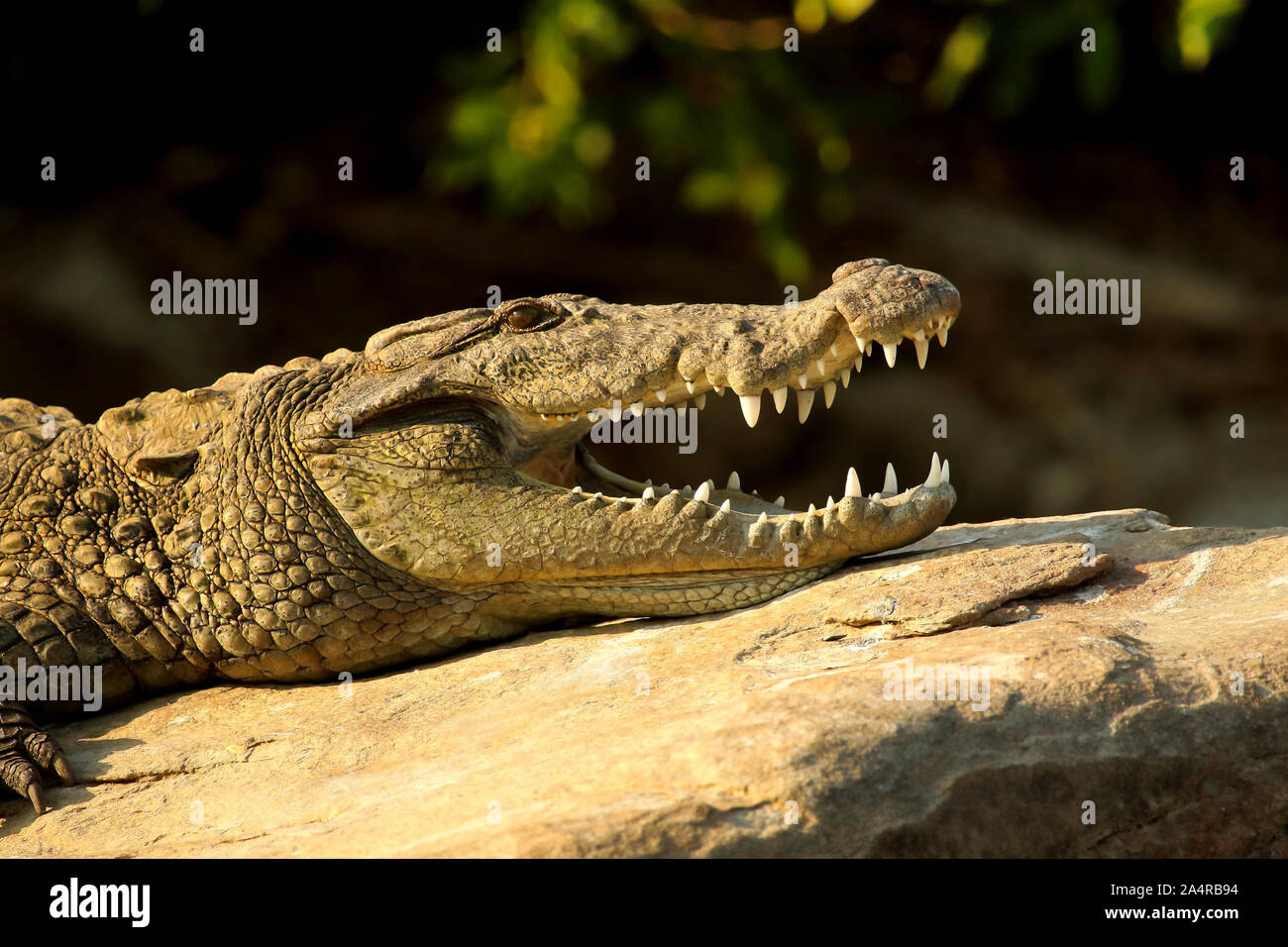 Marsh Krokodil, Crocodylus palustris an Ranganathittu Vogelschutzgebiet in Karnataka, Indien Stockfoto