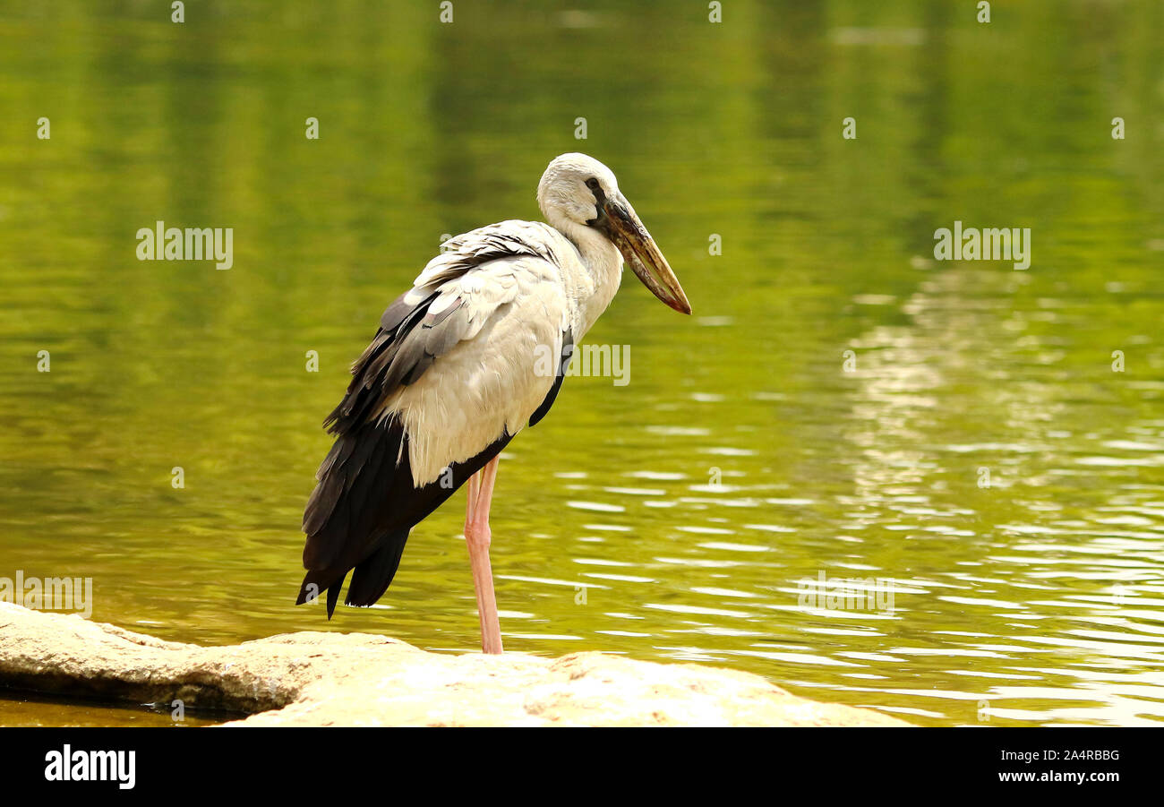 Öffnen billed Stork, Anastomus oscitans, Ranganathittu Vogelschutzgebiet, Karnataka, Indien. Stockfoto