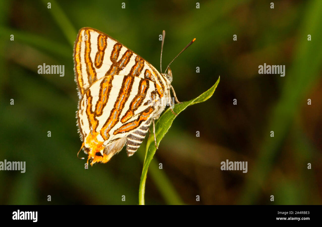 Gemeinsame silverline Schmetterling, Cigaritis vulcanus, Hesaraghatta, Bangalore, Karnataka, Indien. Stockfoto