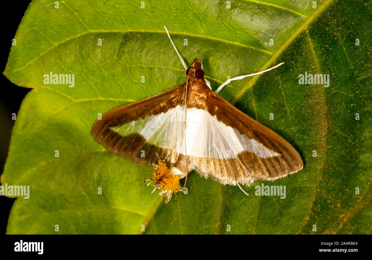 Gurke Schnauze motte Daphania Indica, Valley School, Bangalore, Karnatalka, Indien. Stockfoto