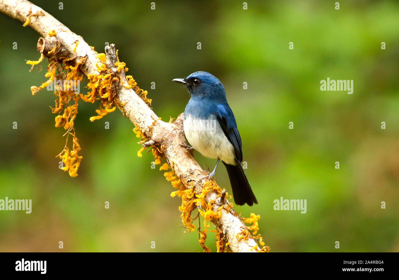 White bellied Blau, Cyornis pallipes, männlichen Ganeshgudi in Karnataka, Indien Stockfoto