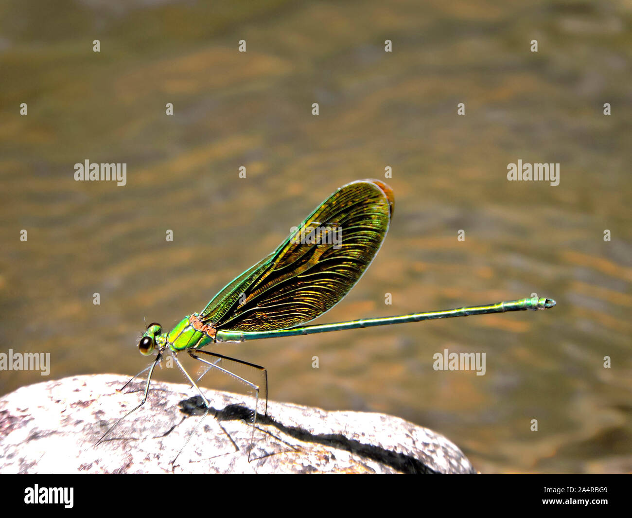 Stream Wald Herrlichkeit damselfly, Vestalis gracillis in Coorg in Karnataka, Indien Stockfoto