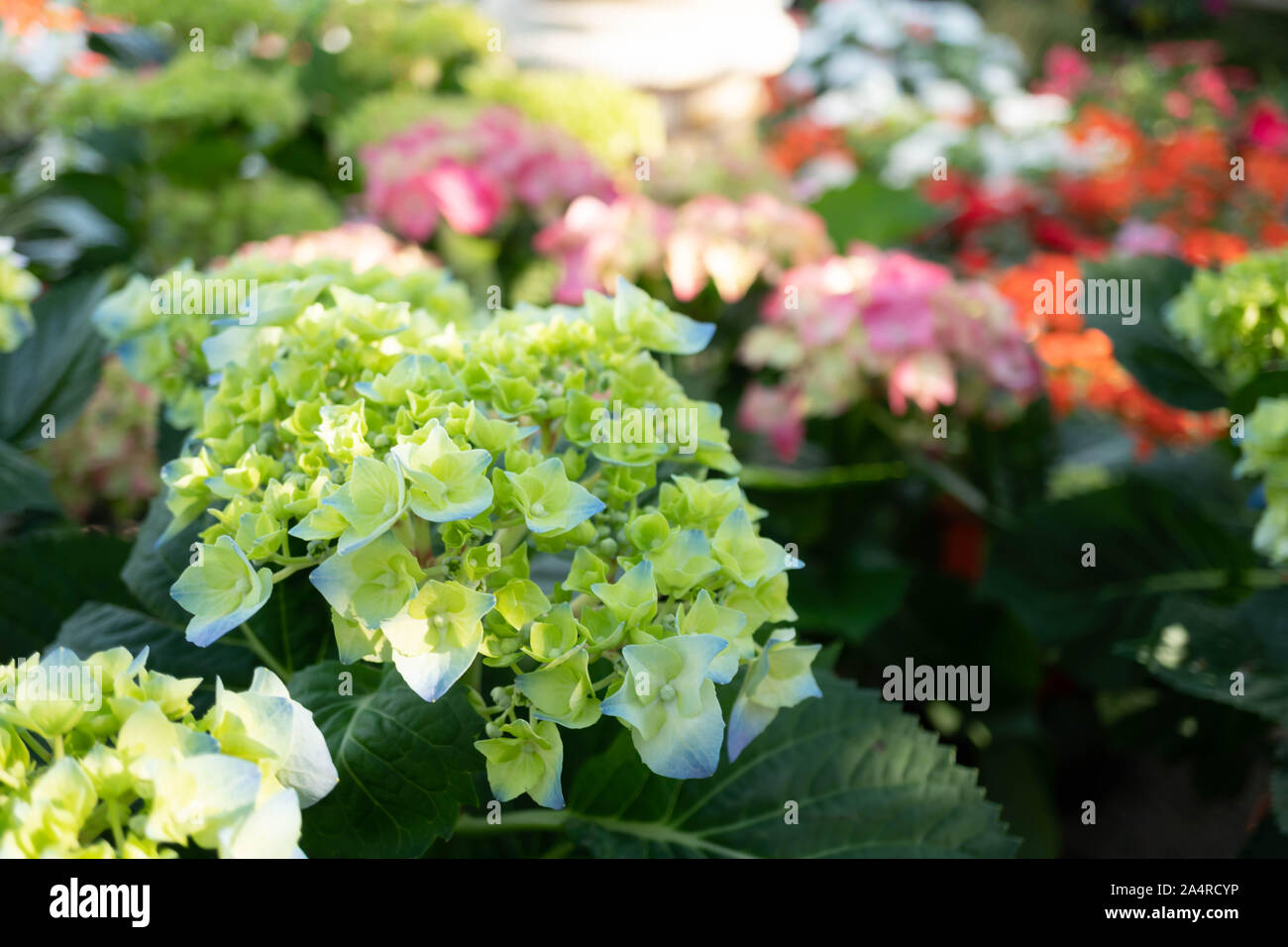 Farbenfrohe Gerbera Blumen im Garten Stockfoto