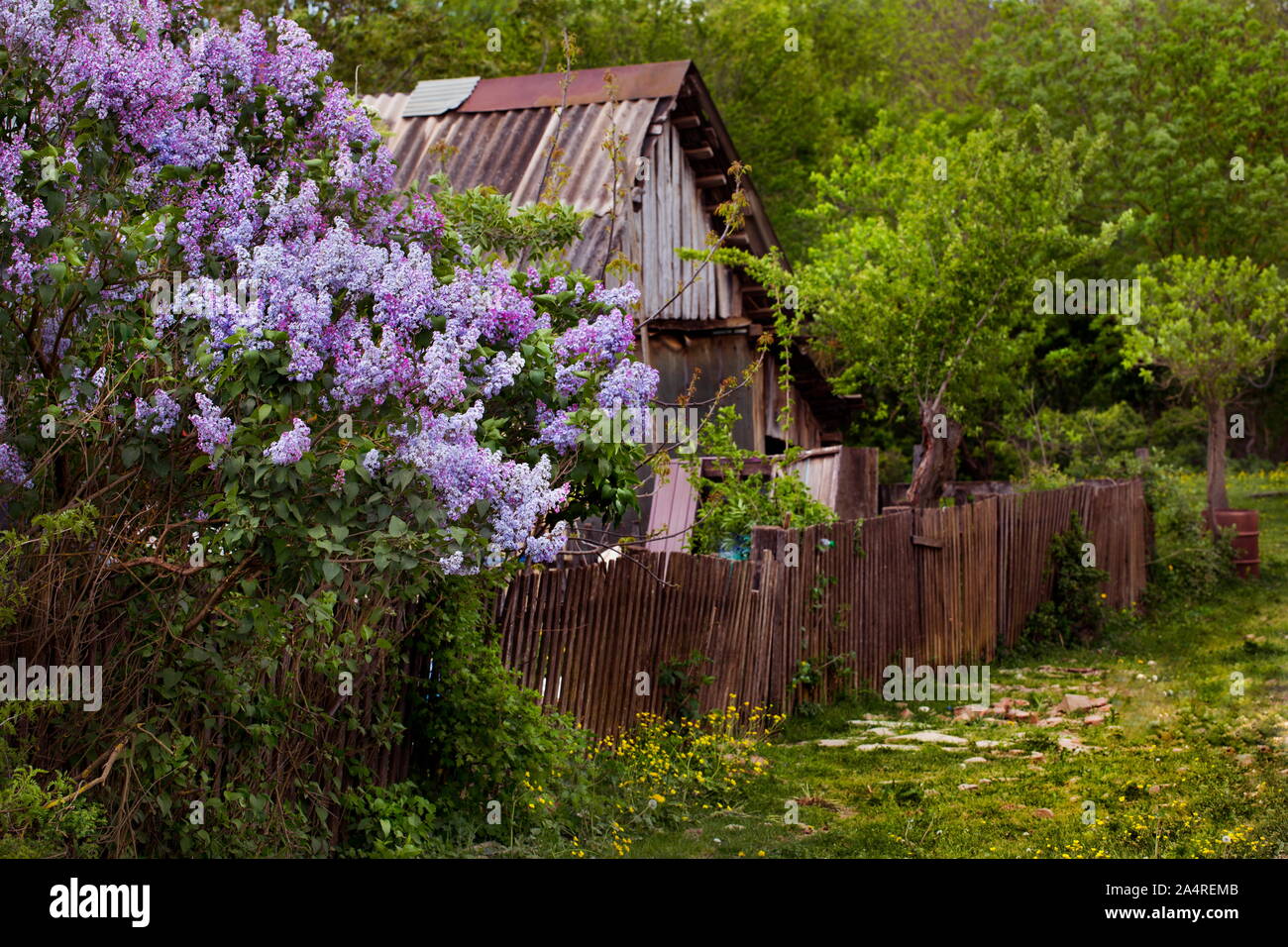 Hohe Fliederbusch in der Nähe von einem Haus im Dorf Stockfoto