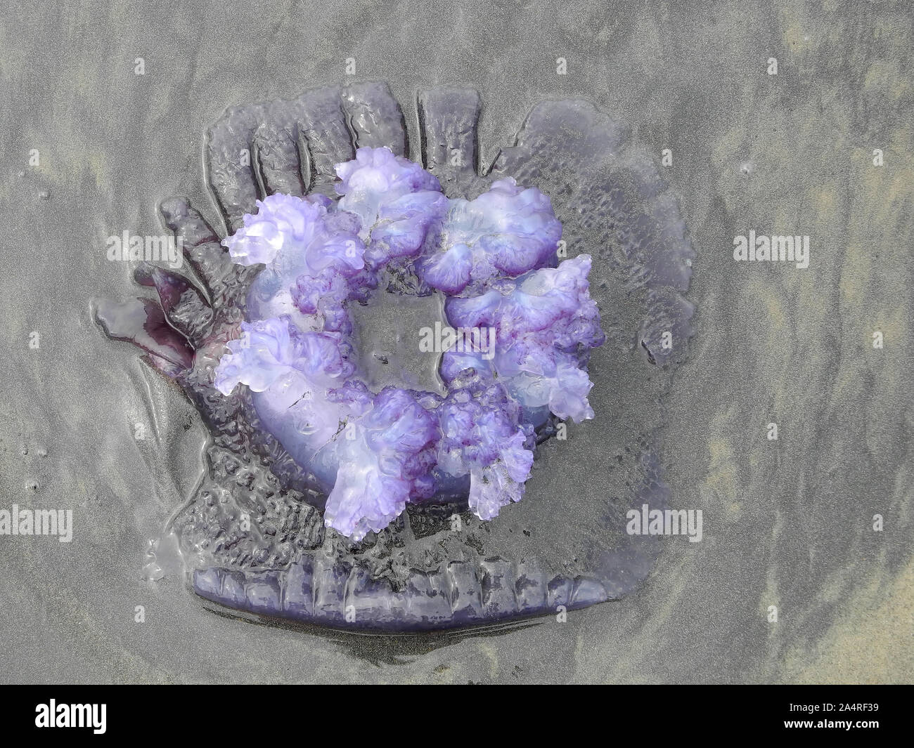 Kerala Wassertank Stockfotos und -bilder Kaufen - Alamy