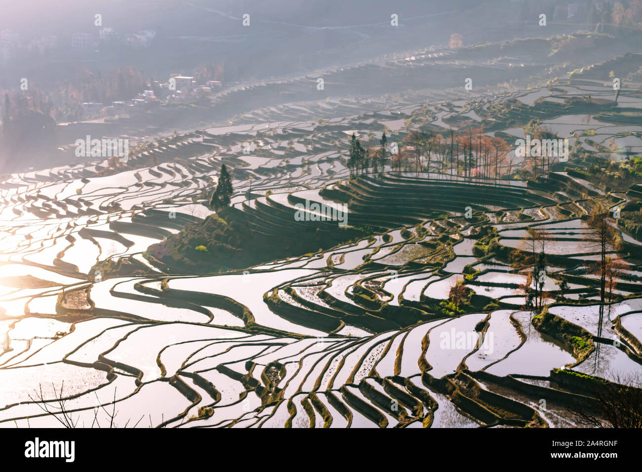 Terraced Rice Fields von YuanYang, China am Morgen Stockfoto