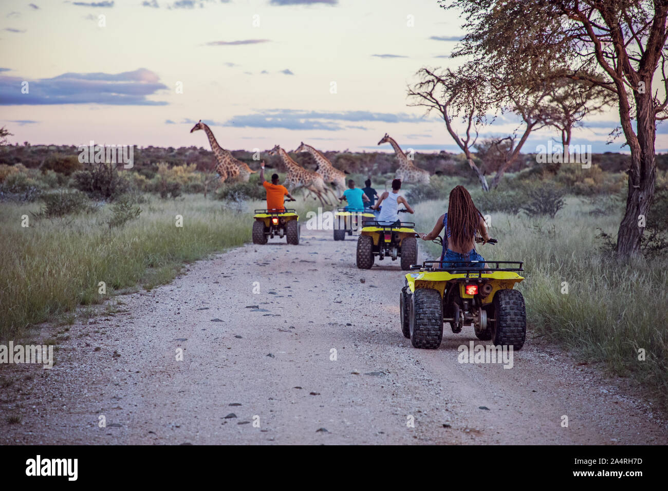 Menschen reiten Quad Bikes durch die Northern Cape, mit Giraffen vor Stockfoto