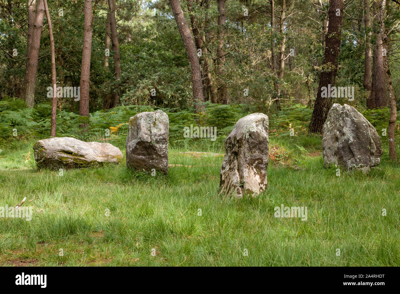 Gruppe der Menhire in der Nähe von Stone Stuhl des Kaisers, ehemaliger Teil der Ausrichtungen der Kerzerho, Carnac, Bretagne, Frankreich Stockfoto