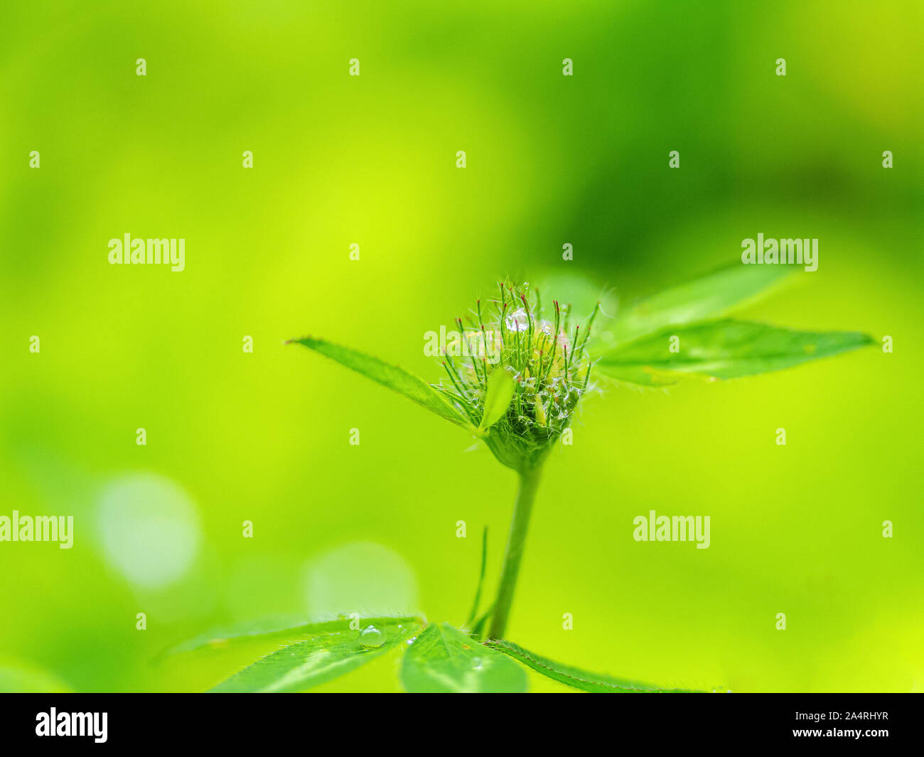 Clover Blume in der Sonne Nahaufnahme. Naturschutz Konzept. Platz kopieren Stockfoto