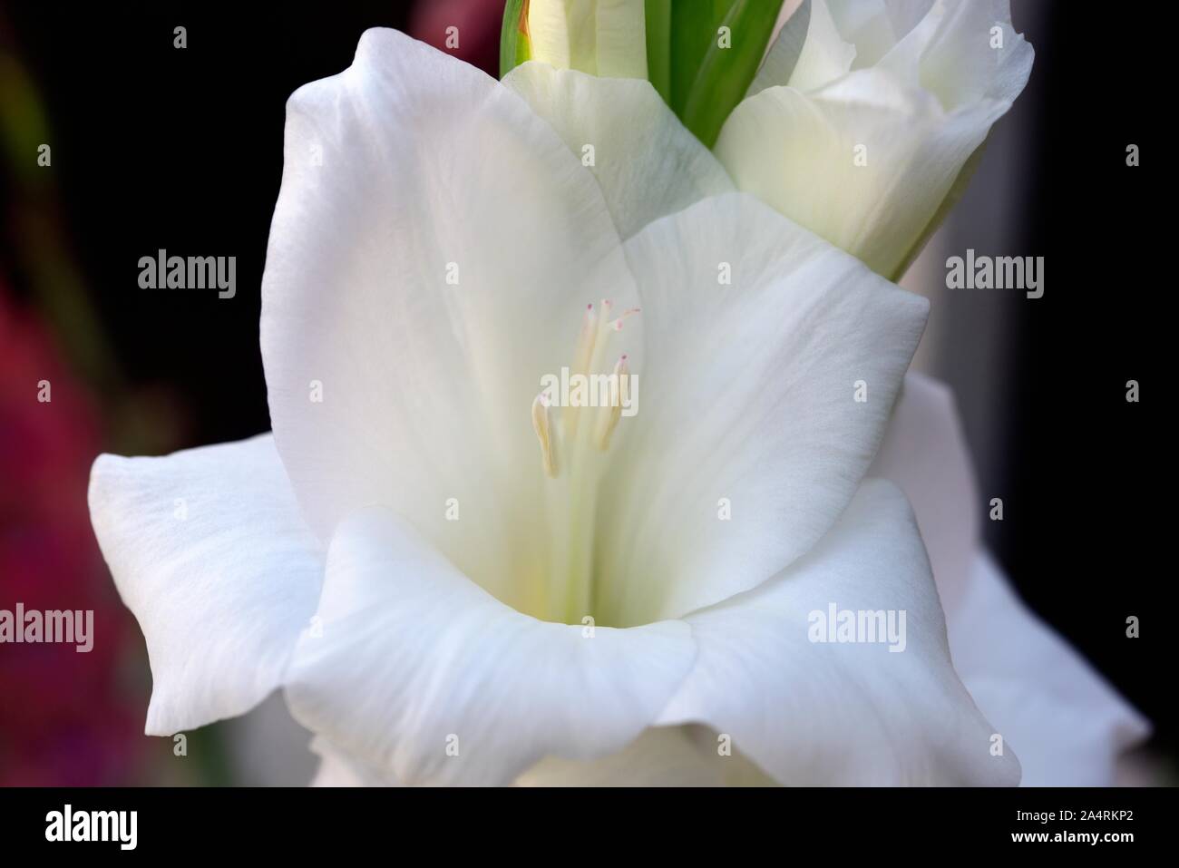 Schmetterling Gladiolen, weiße Blume Stockfoto