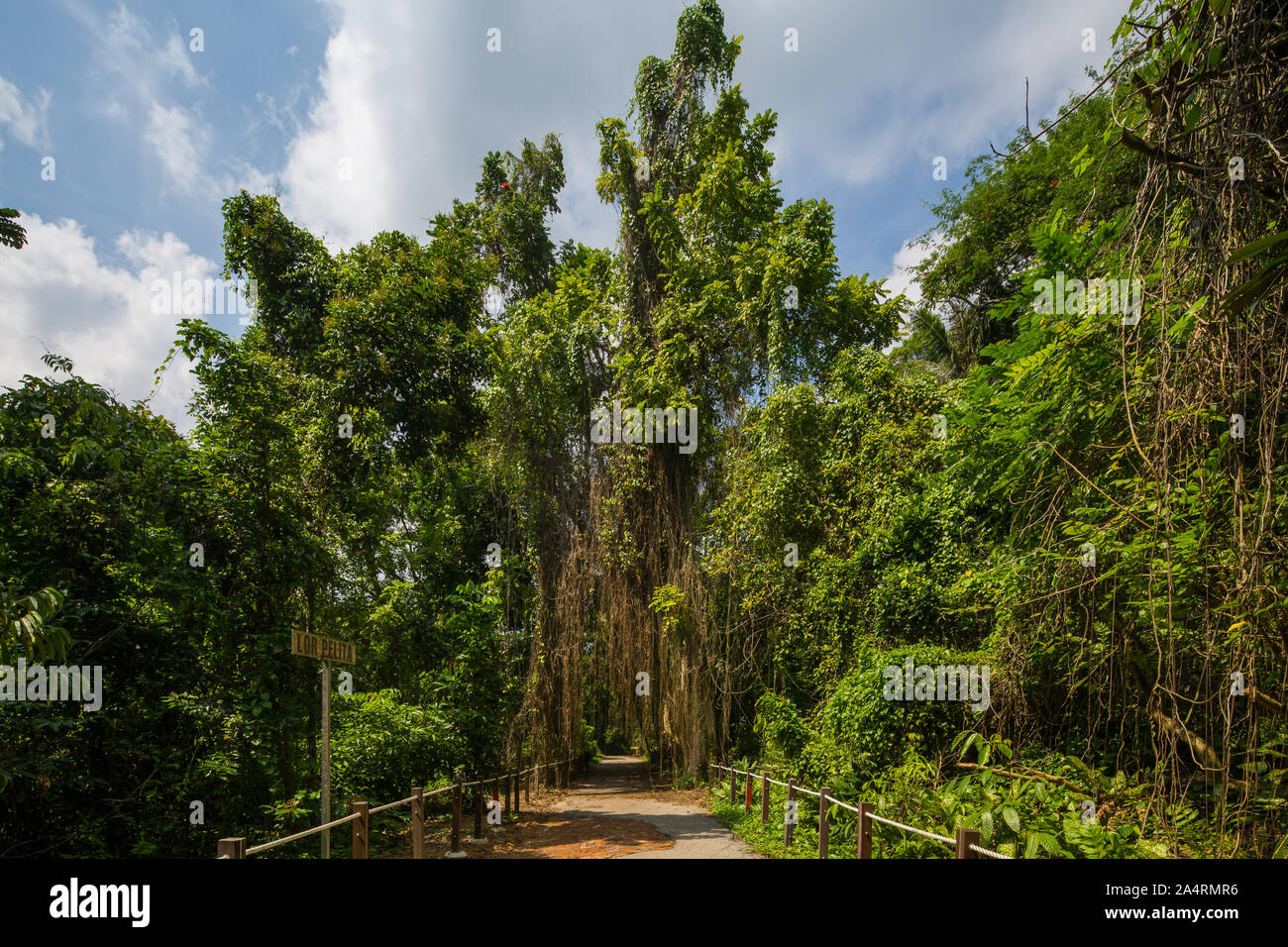 Üppige Landschaft im Regenwald. Ausgewiesener Wanderweg, der eine optimale Landschaft bietet. Thomson Nature Park. Singapur. Stockfoto