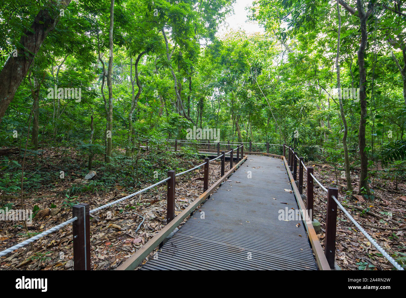 Ein von Menschenhand geschaffener Grenzpfad umgab Naturbewohner innerhalb des Regenwaldes. Thomson Nature Park, Singapur. Stockfoto