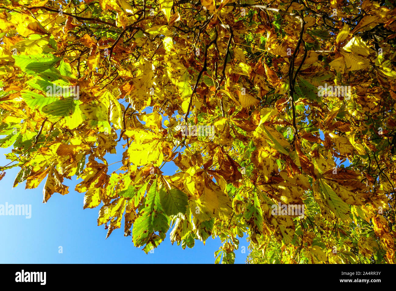 Rosskastanienblätter gelbe Herbstblätter Aesculus hippocastanum Laub Stockfoto