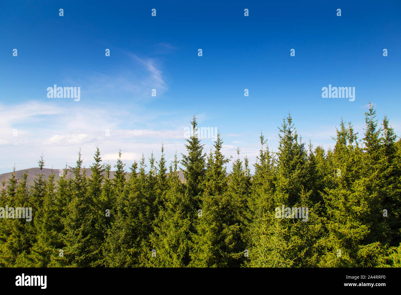 Die Spitzen der grünen Weihnachtsbäume. Sommer Bergwelt Stockfoto