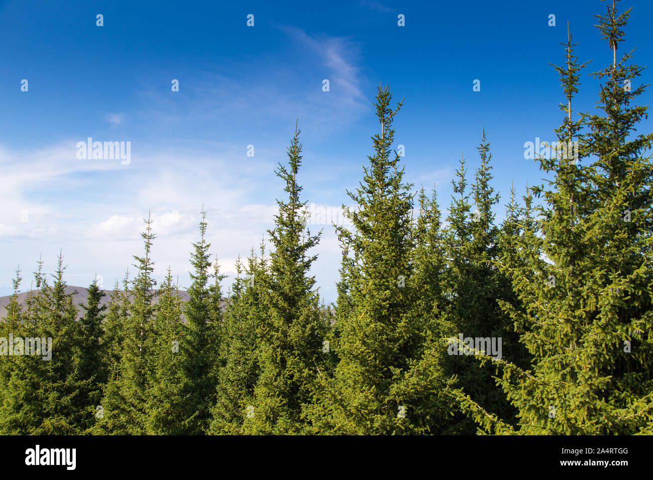 Die Spitzen der grünen Weihnachtsbäume. Sommer Bergwelt Stockfoto