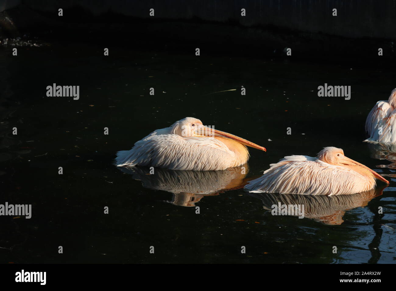 Große weiße oder Eastern White Pelican, rosa oder weiss Pelikan Pelikan ist ein Vogel in der Pelican Familie. Es Rassen aus Südosteuropa durch Asien ein Stockfoto