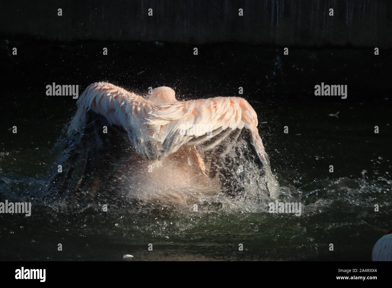 Weiße Pelikan, Pelecanus onocrotalus, im See Kerkini, Griechenland. Pelikane auf blauem Wasser Oberfläche. Wildlife Szene aus Europa Natur. Bird Mountain backgr Stockfoto