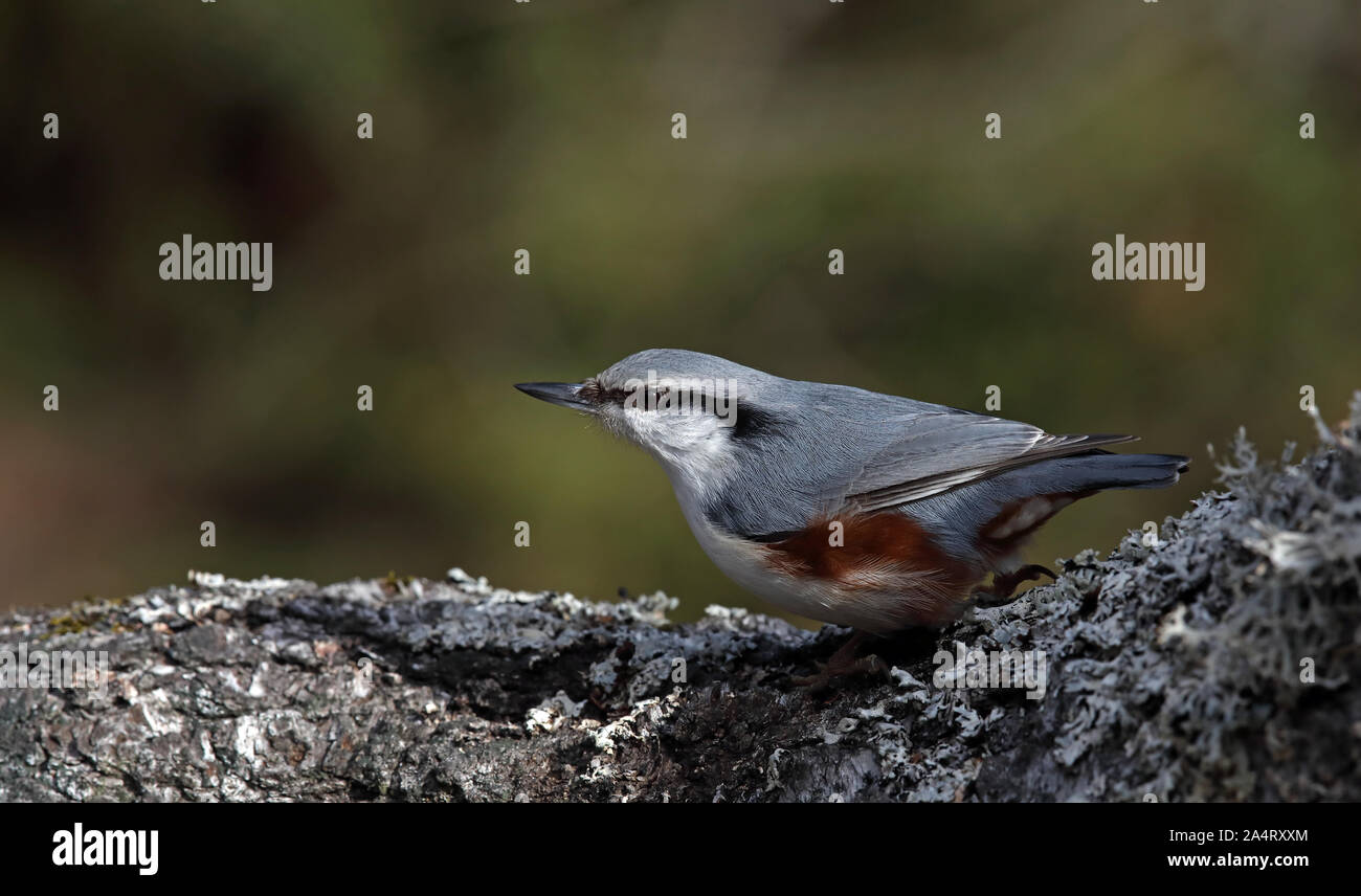 Nuthatch, eurasischer Nuthatch, Sitta europaea, posiert auf Baum Stockfoto