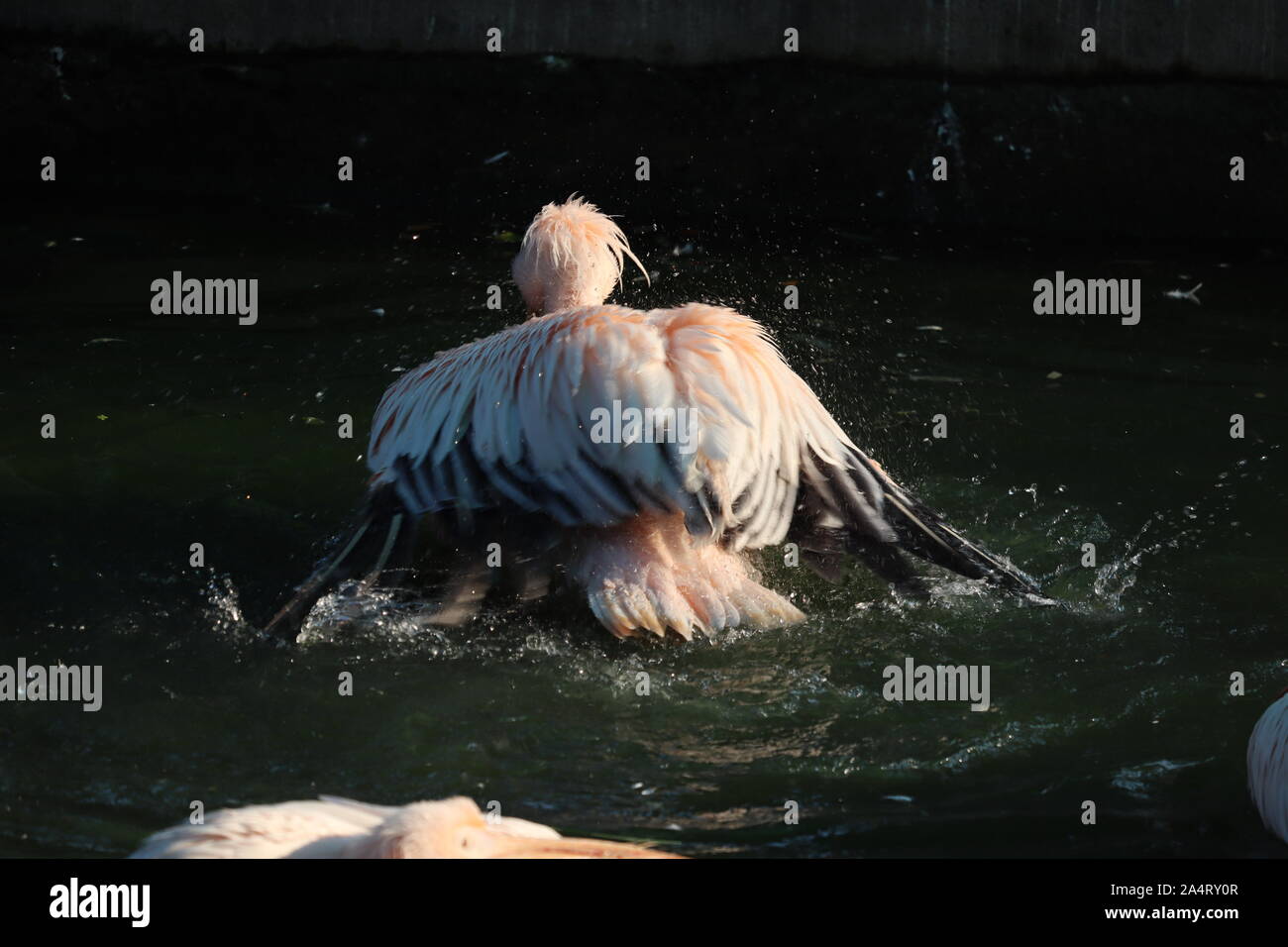 Weiße Pelikan, Pelecanus onocrotalus, im See Kerkini, Griechenland. Pelikane auf blauem Wasser Oberfläche. Wildlife Szene aus Europa Natur. Bird Mountain backgr Stockfoto