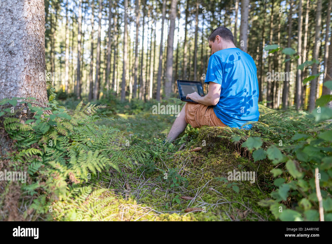 Arbeiten im Freien - das Arbeiten mit einem Notebook in einem grünen Wald. Stockfoto