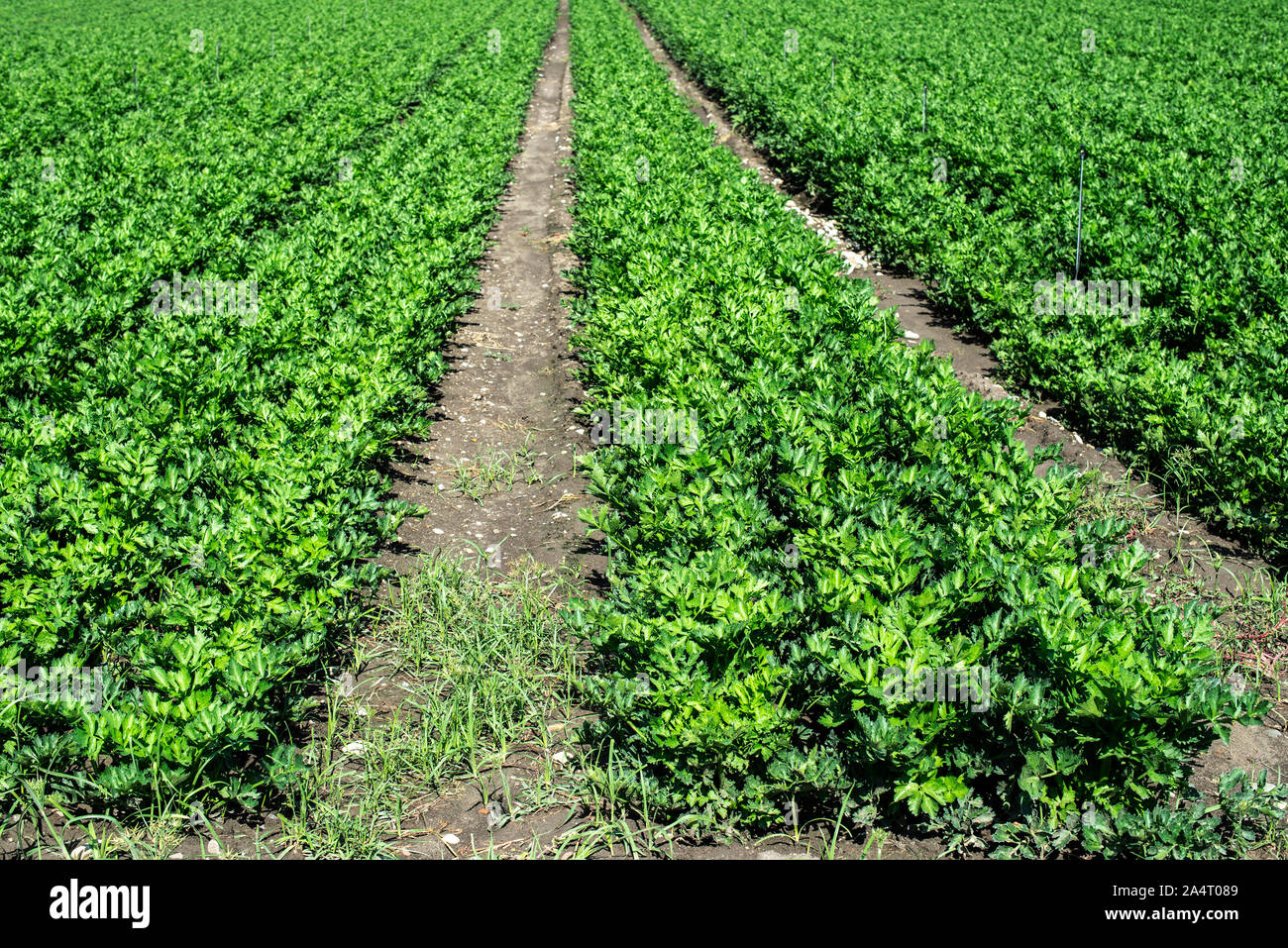 Wachsende Sellerie auf der Plantage. Sellerie Pflanzen in Zeilen. Big celary Farm. Stockfoto