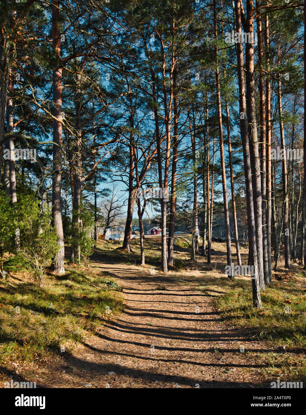 Schmutzweg durch Wald, Bjorno Naturreservat (Bjorno Naturreservat), Stockholmer Schärengarten, Schweden Stockfoto