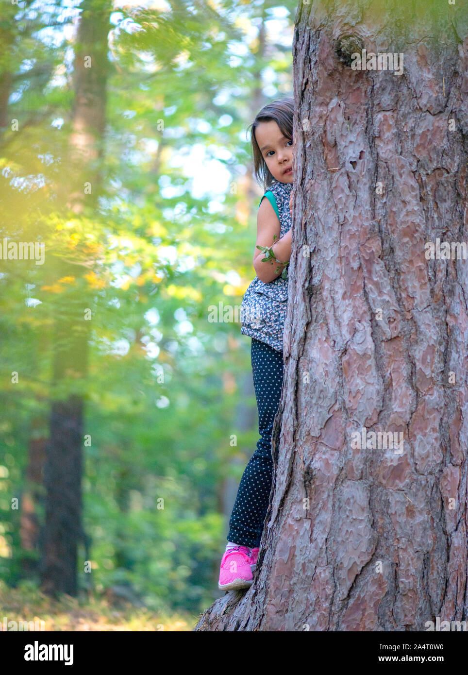 Kleines Mädchen klettern auf einen Baum im Wald Stockfoto