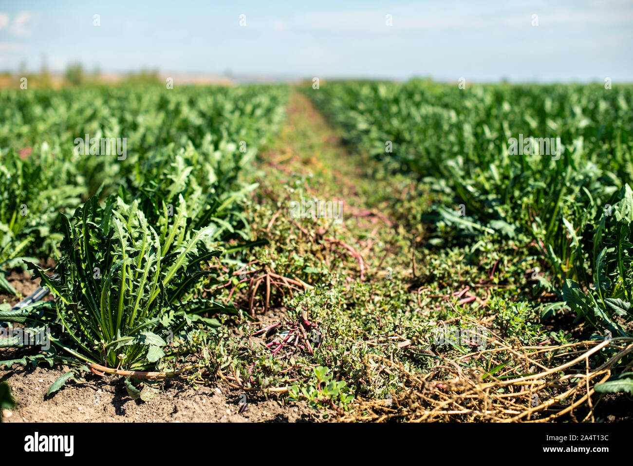 Chicorée Plantage. Landwirtschaft Industrie Bauernhof mit Zichorie. Stockfoto