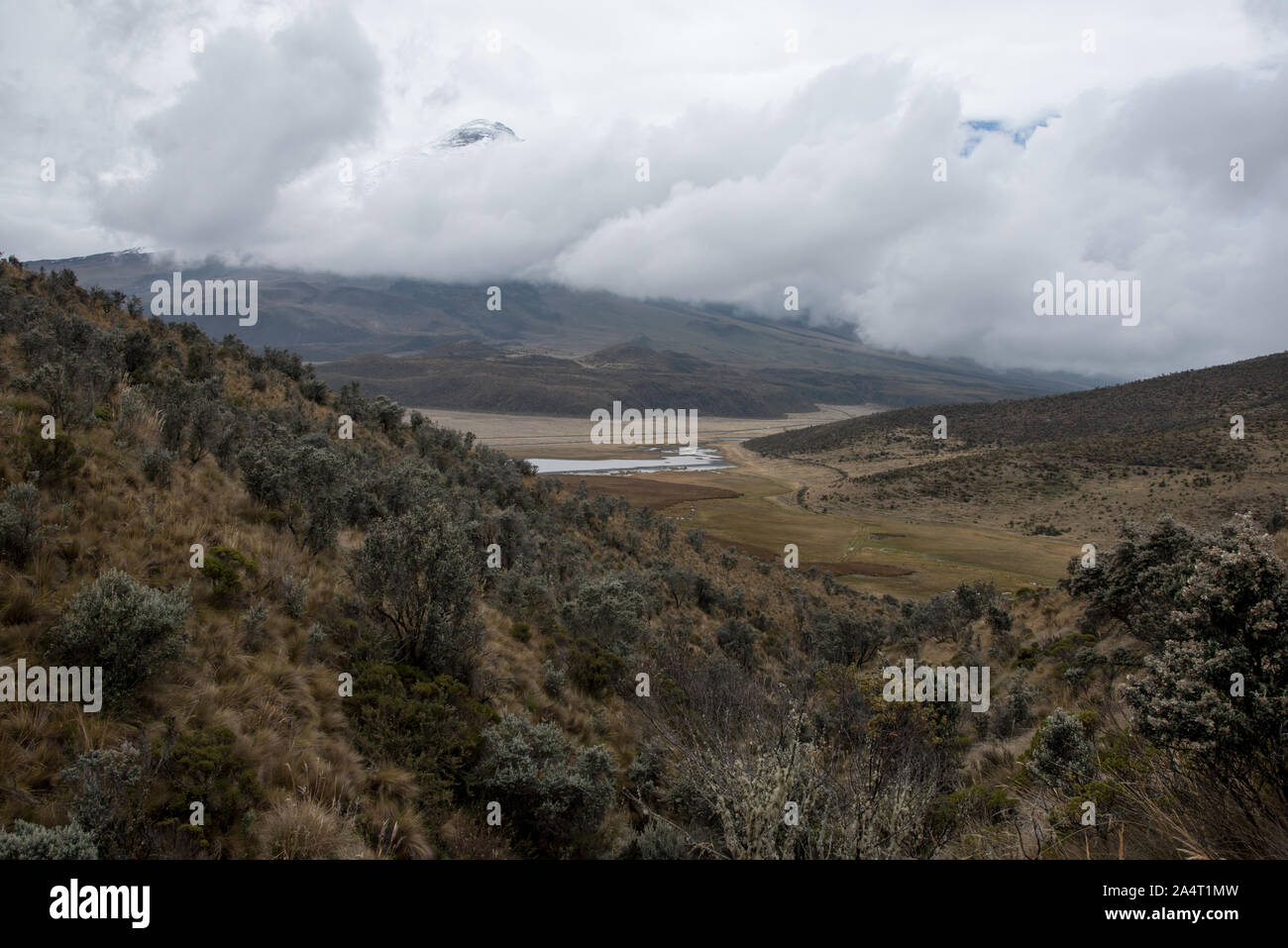 Paramo Alpine Tundra am Fuße der Wolke auf den Vulkan Cotopaxi in Ecuador. Stockfoto
