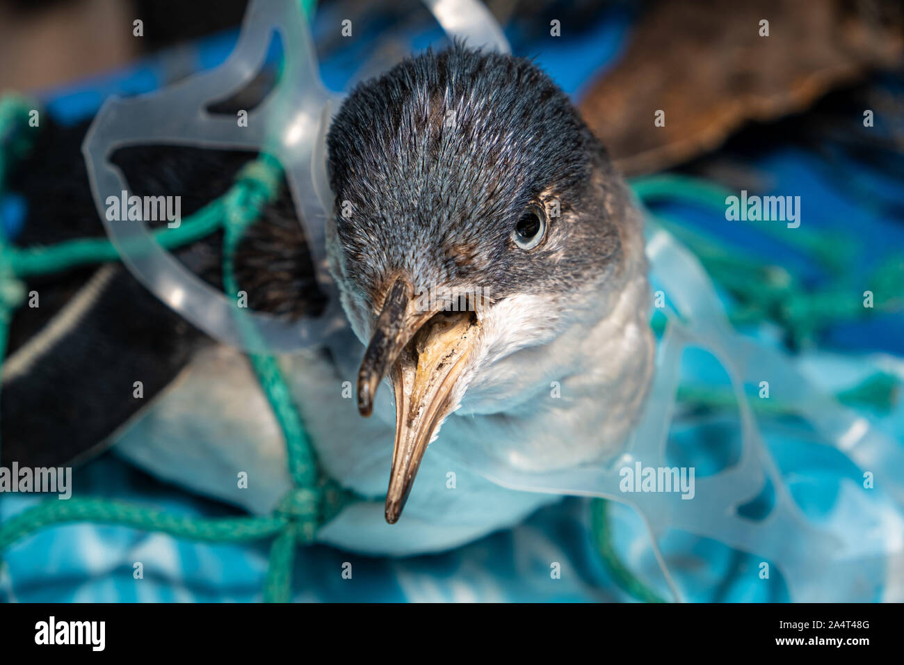 Marine Kunststoff Umweltverschmutzung und Naturschutz Konzept - Pinguin in Kunststoff net gefangen Stockfoto