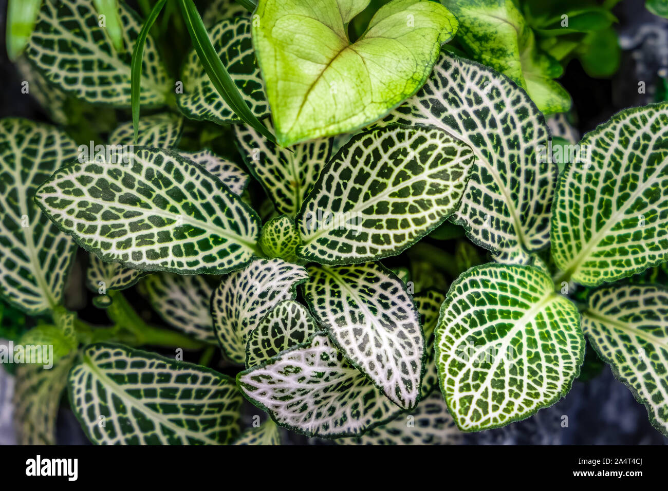 Nerv Blätter auch als Fittonia verschaffeltii Hintergrund bekannt Stockfoto