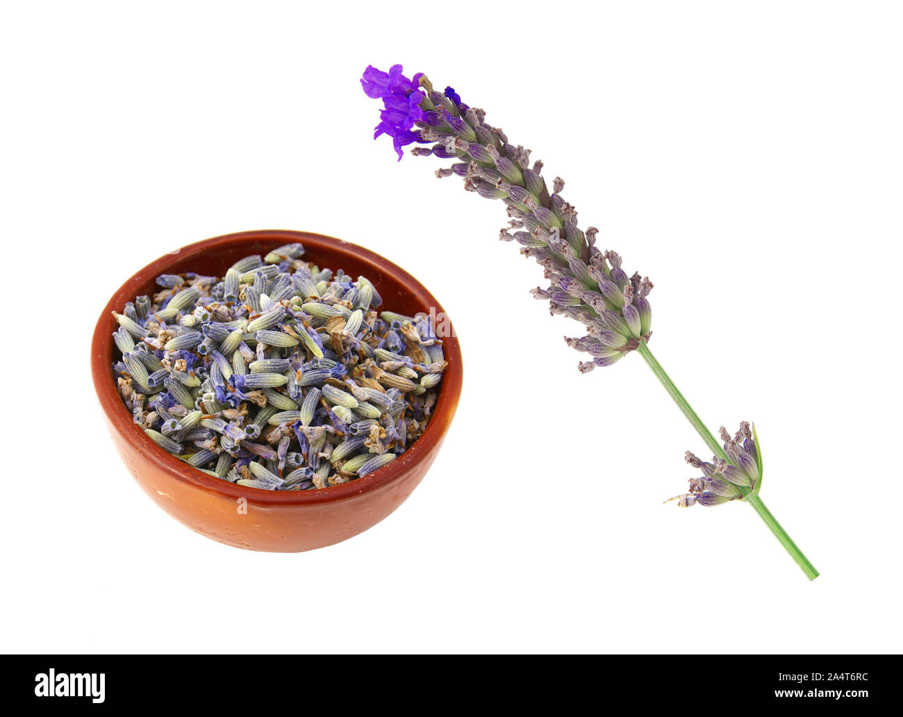 Getrocknete Lavendelblüten, Stammzellen, oder im großen. Weißer Hintergrund Stockfoto