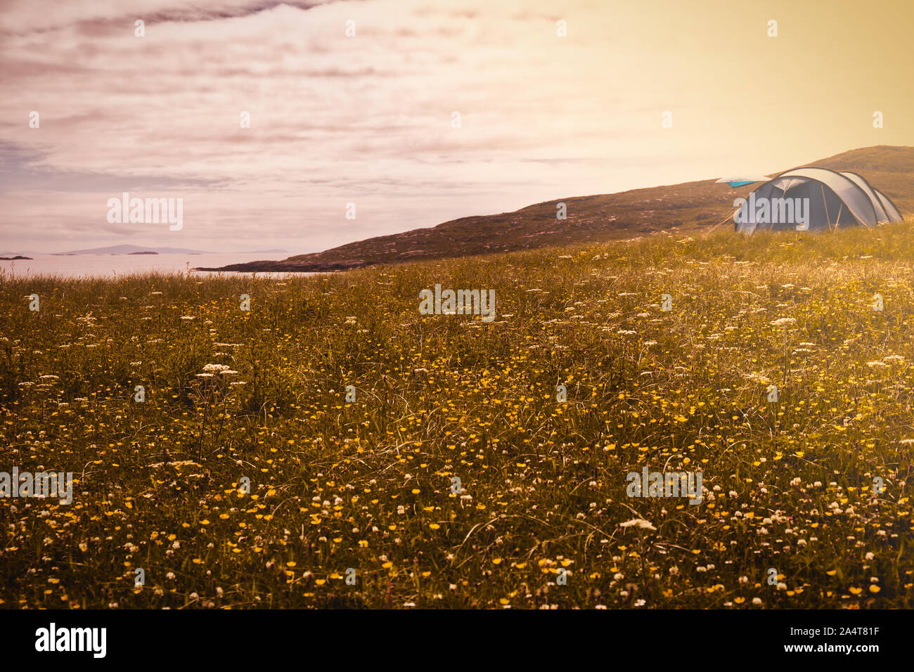 Zelt im Sonnenlicht und unter Wildblumen an Hushinish auf der atlantischen Westküste der Insel Harris, Äußere Hebriden, Schottland Stockfoto