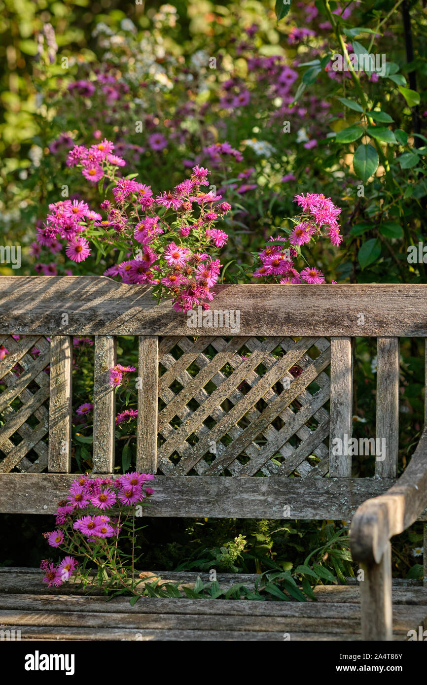 Wunderschön blühenden Lila aster Blumen wachsen durch eine alte Holzbank im Oktober Garten in Deutschland Stockfoto