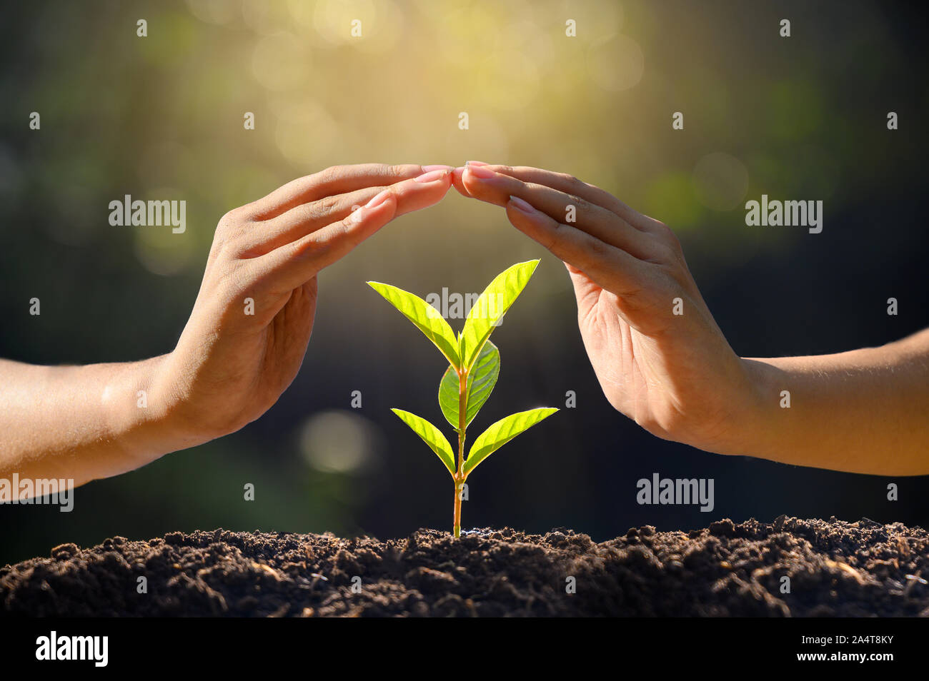 Umwelt Tag der Erde in den Händen von Bäumen wachsenden Sämlinge. Bokeh grüner Hintergrund weibliche Hand Baum auf natur feld gras wald conservati Stockfoto