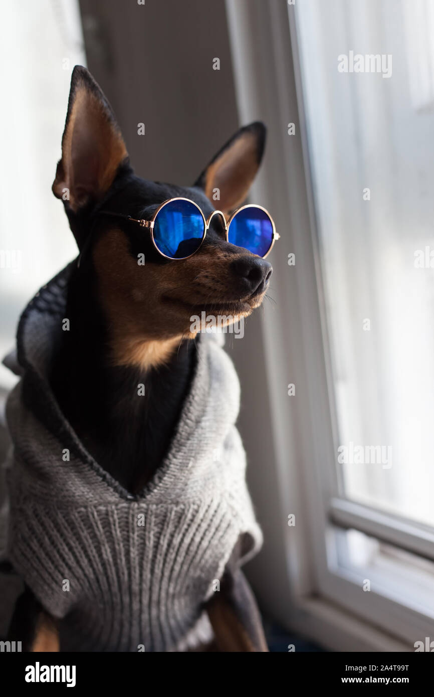 Zwergpinscher / Zwergpinscher / min Pin Hund trägt Mantel im Garten  Stockfotografie - Alamy