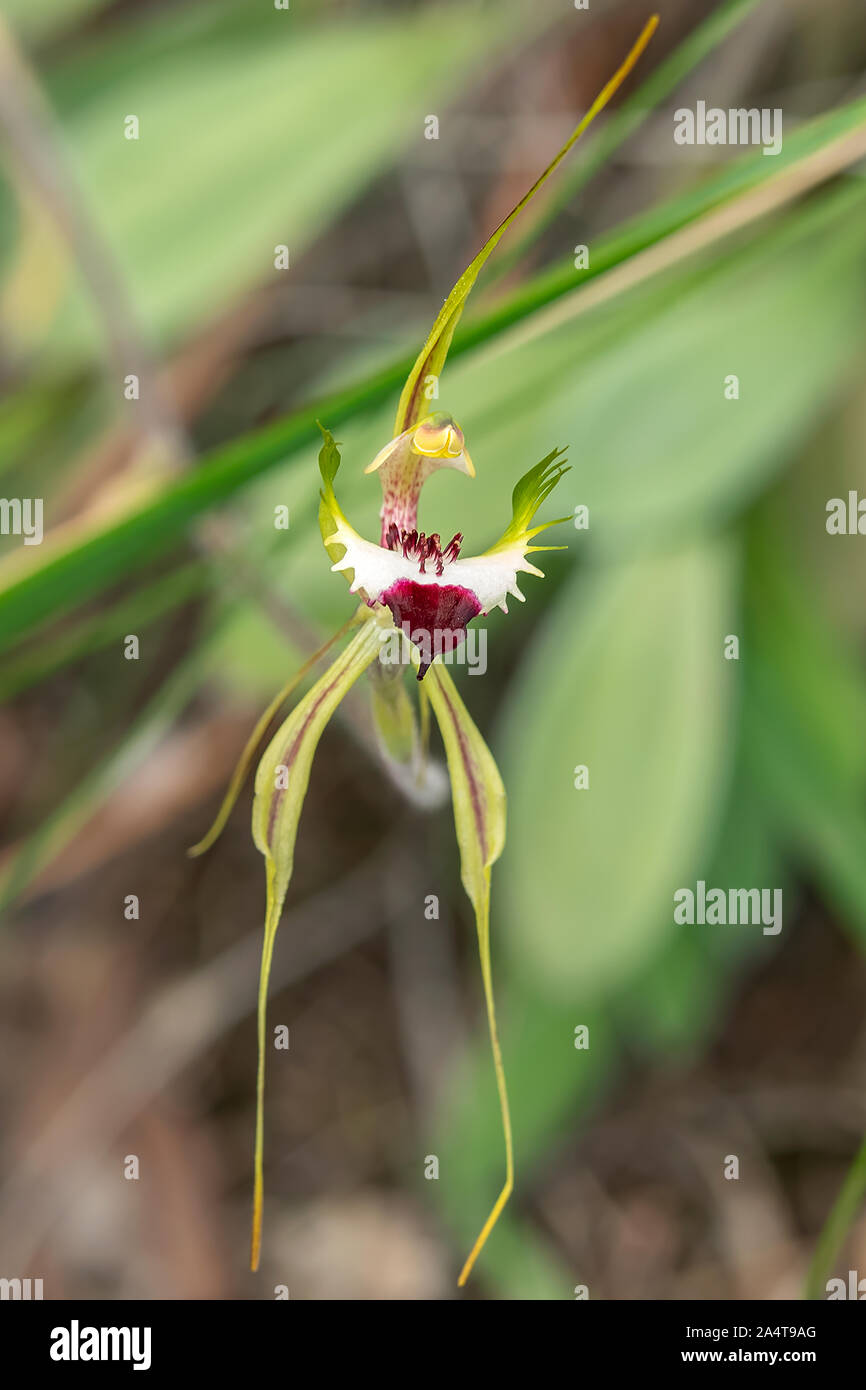 Caladenia phaeoclavia, Braun - clubbed Spider - Orchidee Stockfoto