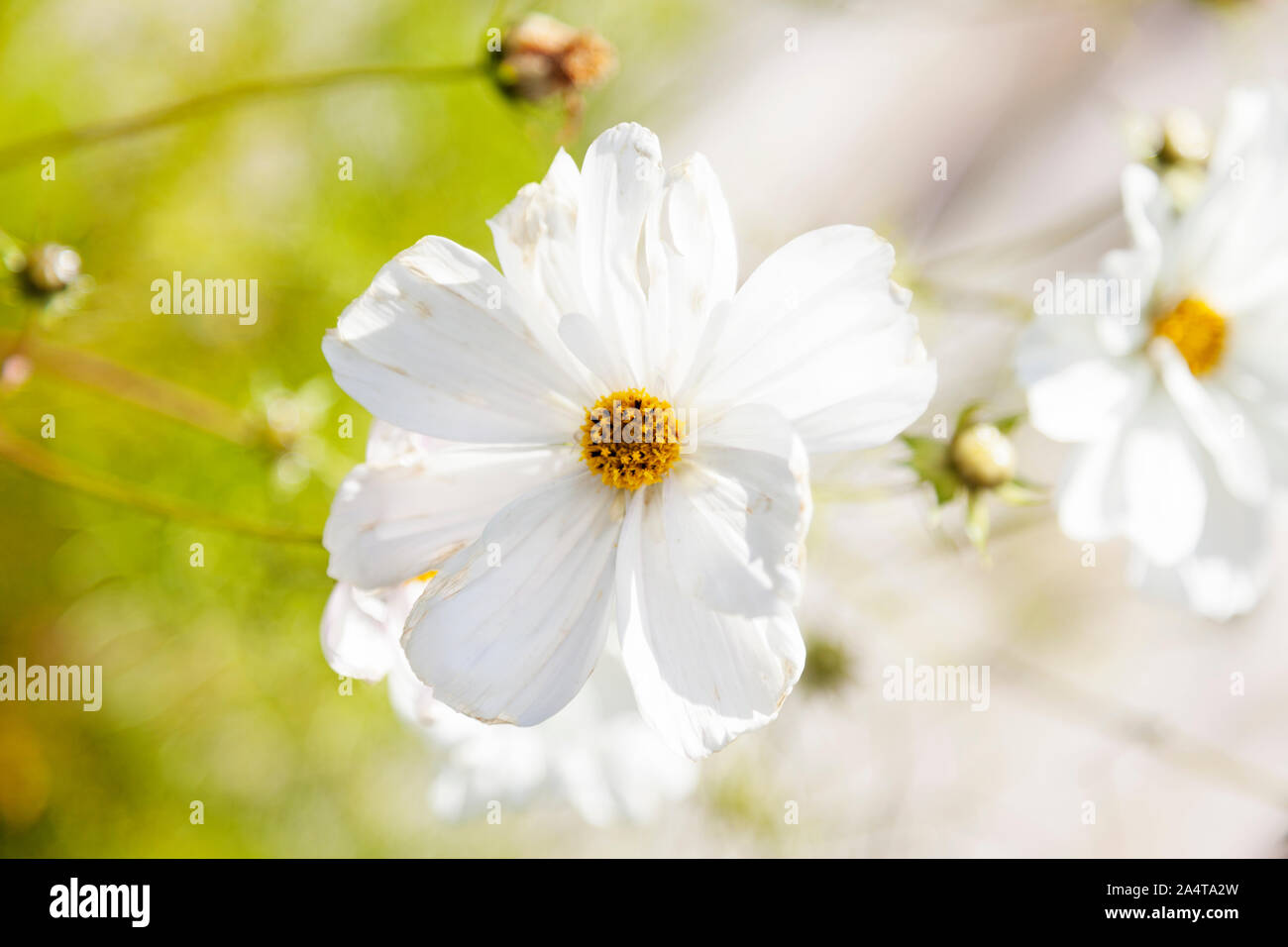 Viele weiße spröde Blumen wachsen am Meer mit Gelb in der Mitte Stockfoto