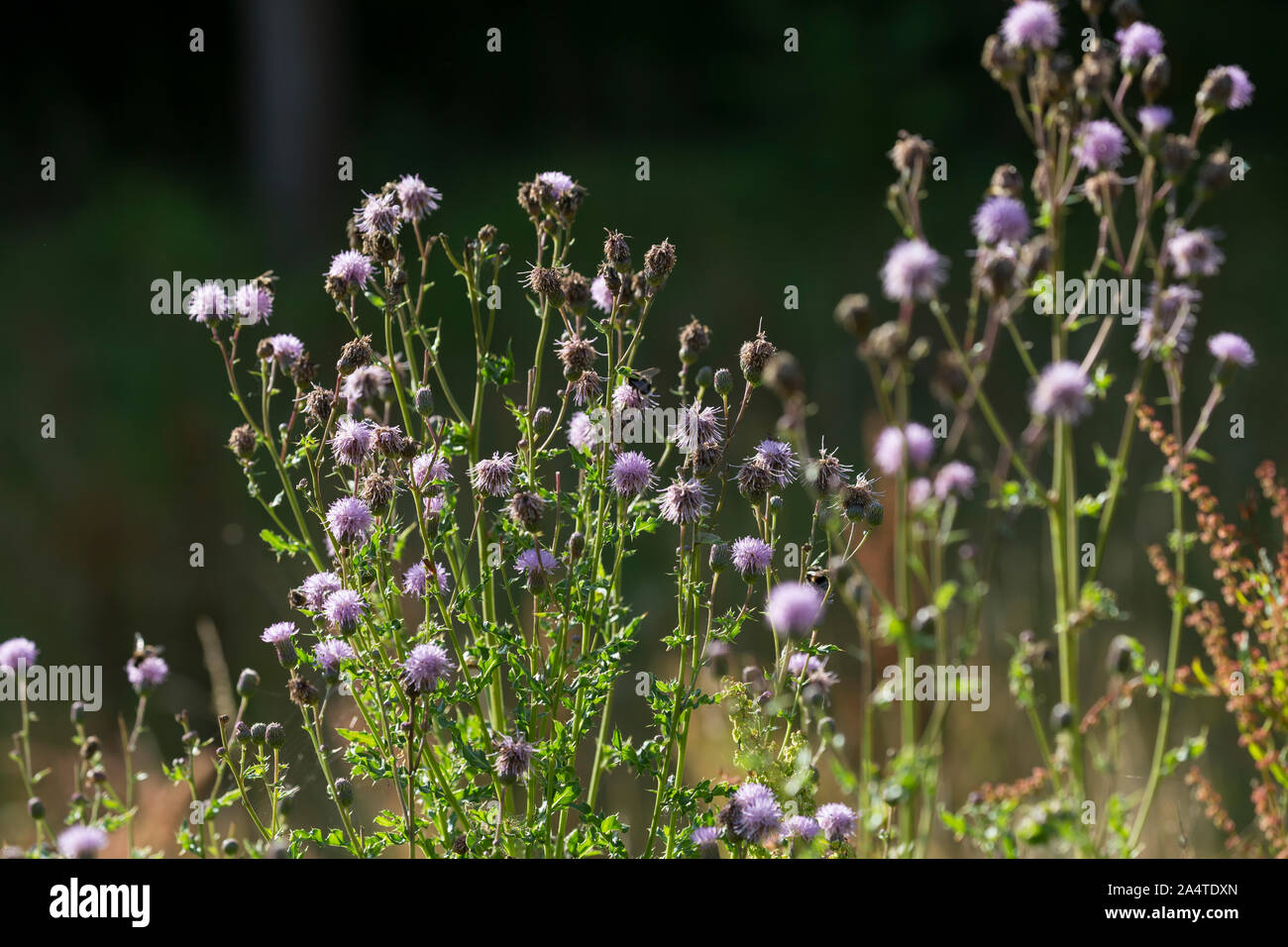 Acker-Kratzdistel, Ackerkratzdistel, Kratzdistel, Ackerdistel, Distel, Cirsium arvense, Creeping Thistle, Kanada Distel, Feld Distel, weg Distel, Stockfoto