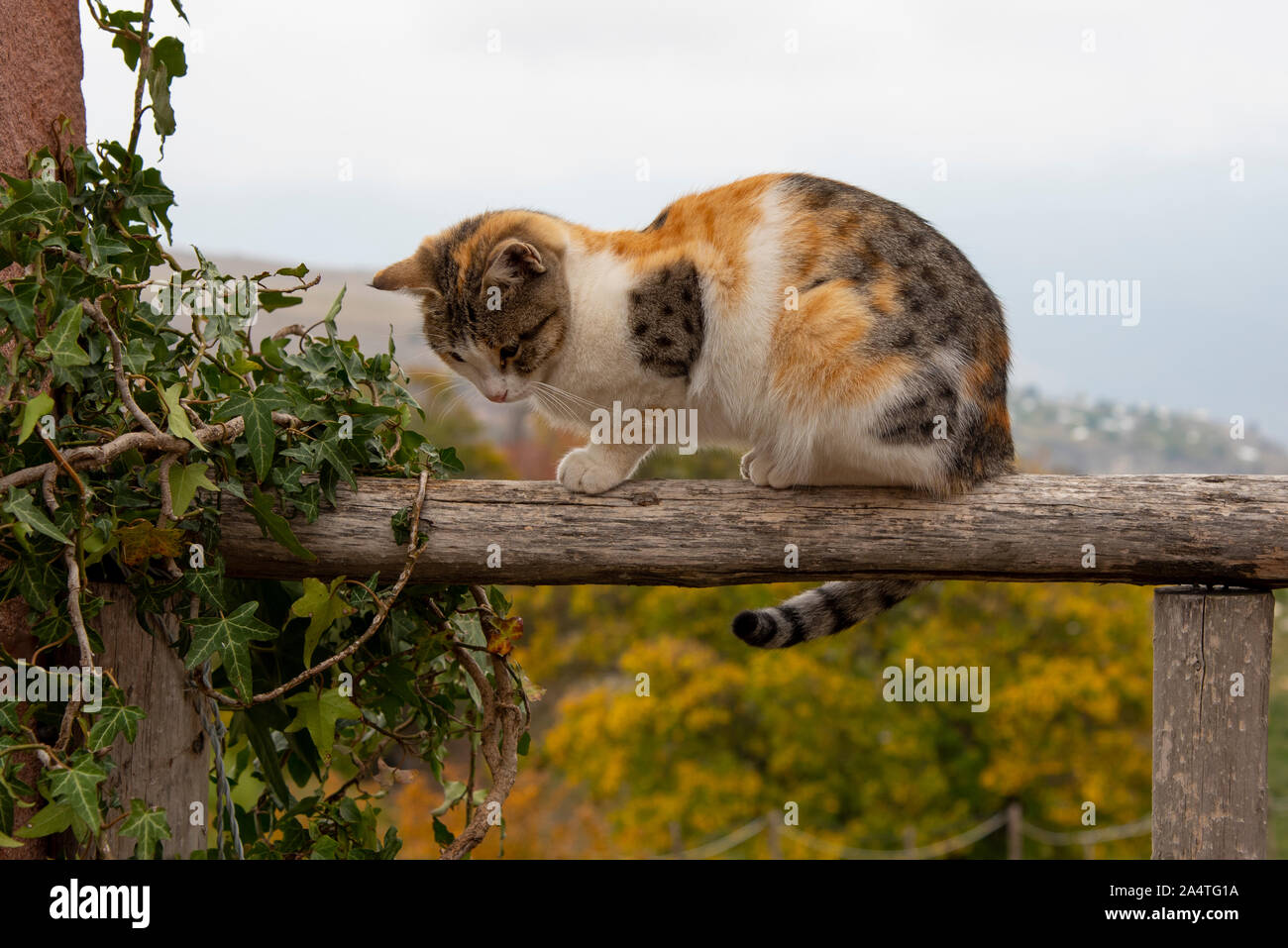 Eine dreifarbige Katze sitzt auf einer mit Efeu bewachsene Zaun  Stockfotografie - Alamy