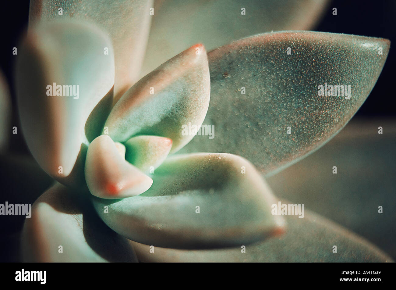 Nahaufnahme der Sedum adolphii verlässt. Selektive konzentrieren. Sukkulenten Pflanzen. Stockfoto