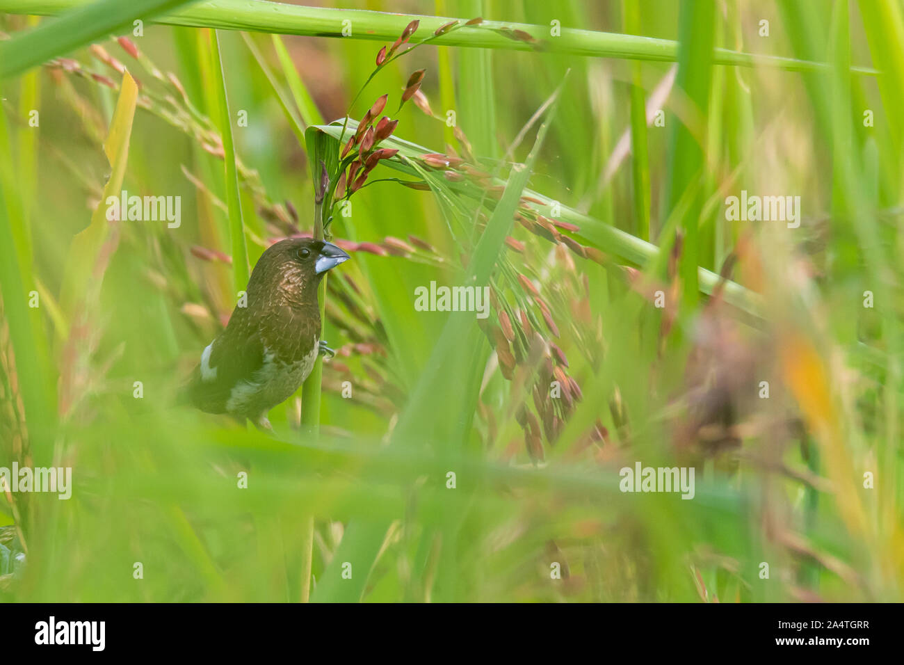 White-rumped Munia hocken auf Reis Ohr und Fütterung auf seine Samen in Rohreis Feld Stockfoto