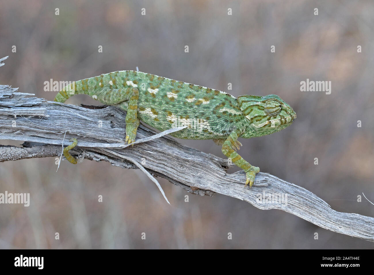 Mediterrane Chameleon (Chamaeleo chamaeleon) Stockfoto