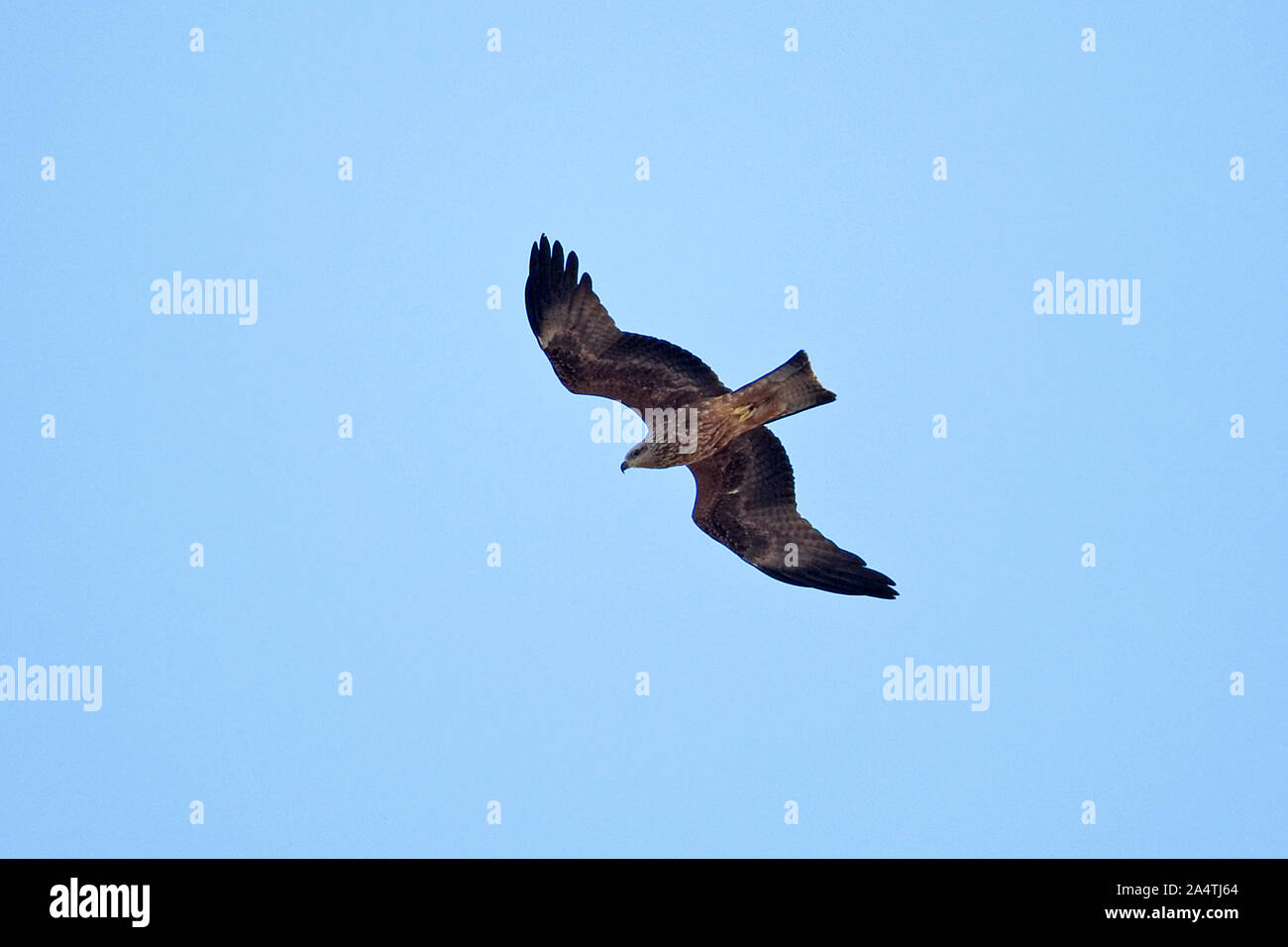Schwarzmilan (Milvus Migrans) Stockfoto