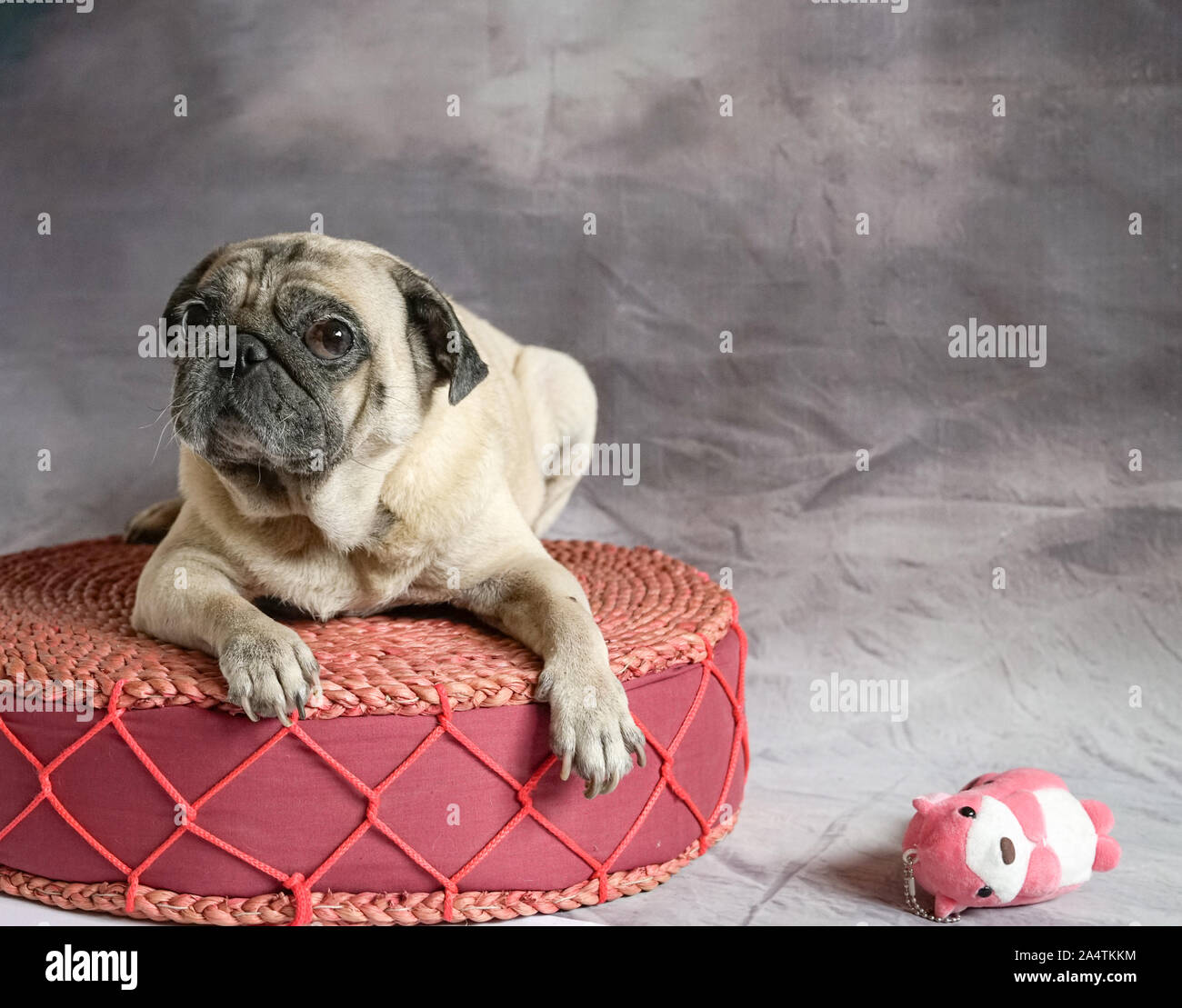 Portrait von niedlichen Mops Hund mit Ausbauchende Augen, verspielten Ausdruck. Stockfoto