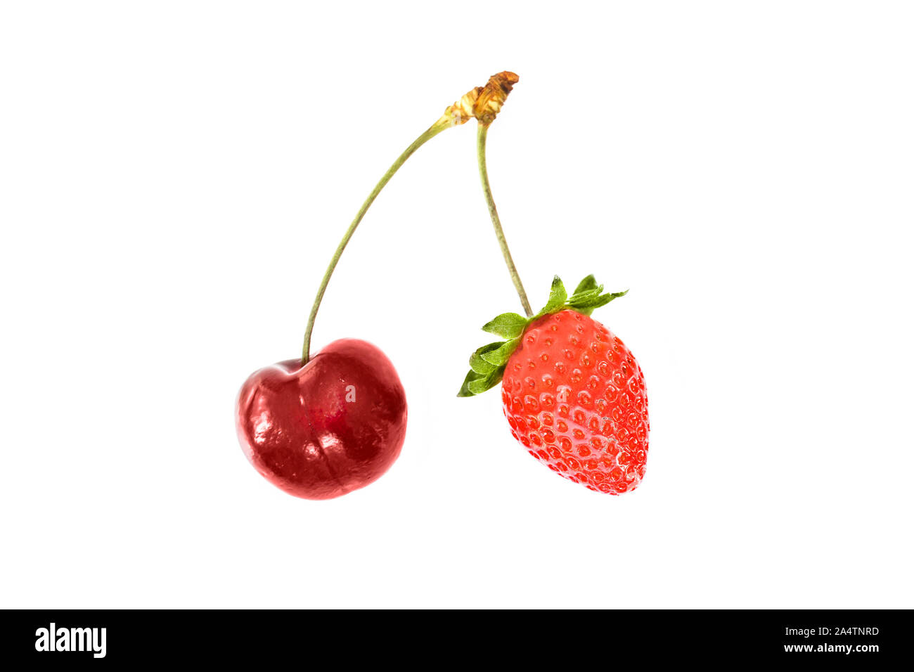 Kirsche und Erdbeere gemeinsam auf dem gleichen Doppel Stammzellen isoliert auf weißem Hintergrund. Obst Business Partnerschaft oder Zwillinge Konzept Stockfoto