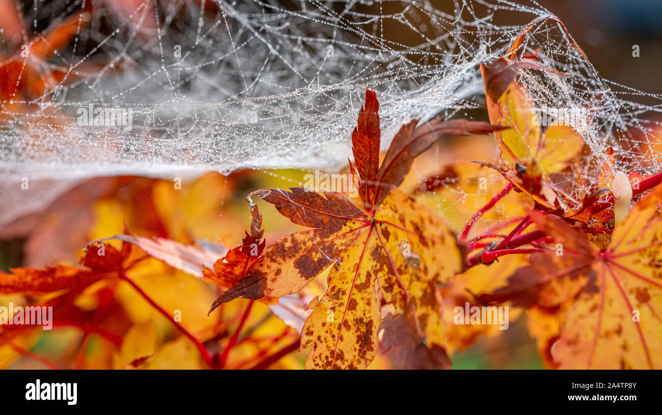 Das Spinnennetz im Herbst Tau über einem goldenen japanischen Acer Baum drapiert Stockfoto