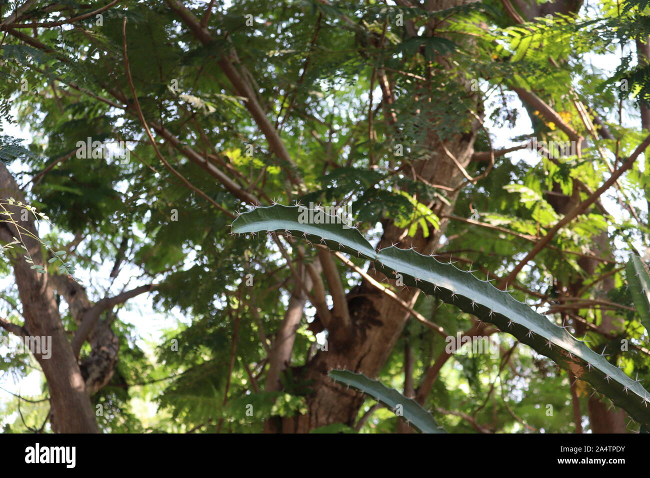 In der Nähe der großen Kakteen. Grüne Textur und Blatt. Stockfoto