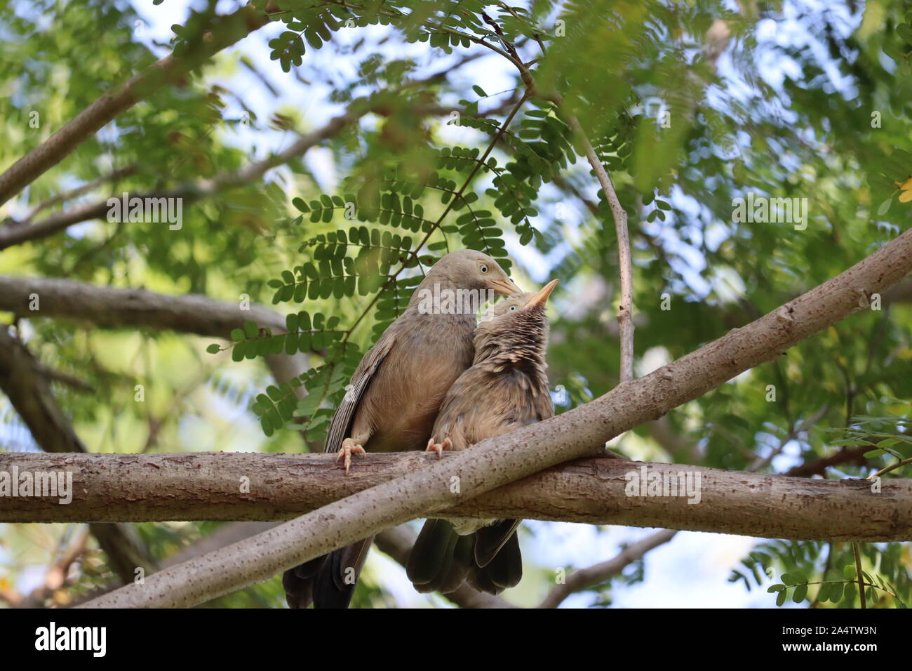 Vogel Spatz auf einem braunen Zweig der Baumstruktur Stockfoto