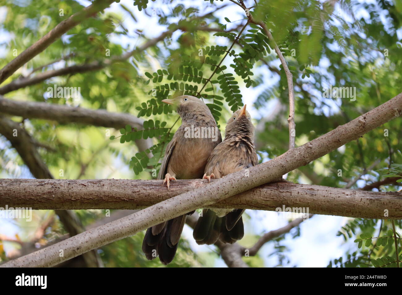 Vogel Spatz auf einem braunen Zweig der Baumstruktur Stockfoto